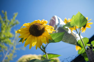 Close-up of yellow flowering plant against sky