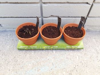 Close-up of potted plant on table against wall