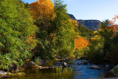 Scenic view of lake in forest during autumn
