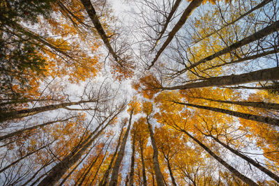 Low angle view of trees in forest during autumn