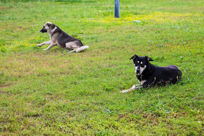 Dogs running on grassy field