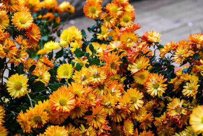 Close-up of yellow flowering plants