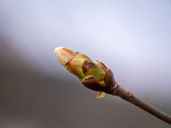 Close-up of flower bud