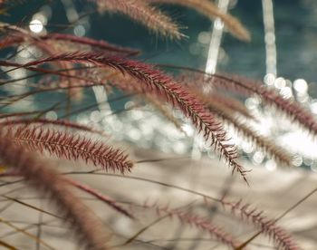 Close-up of plant