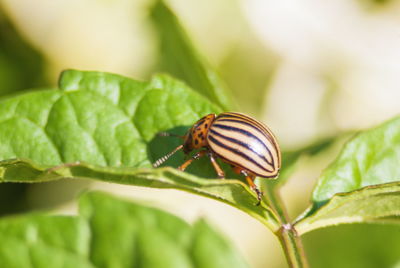 Close-up of insect on leaf