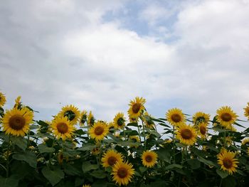 Close-up of yellow flowers blooming in field