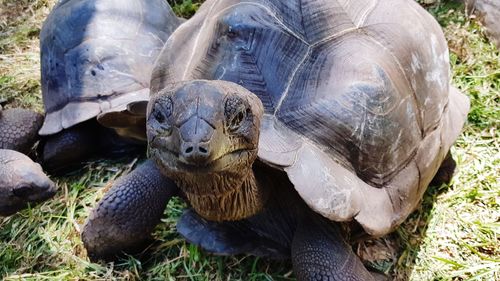 Close-up of turtle on field