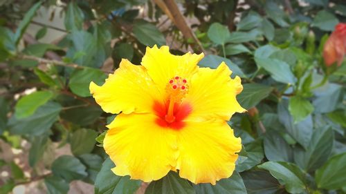 Close-up of yellow hibiscus blooming outdoors