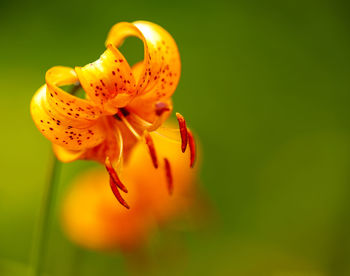 Close-up of insect on orange flower