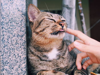 Close-up of hand holding cat