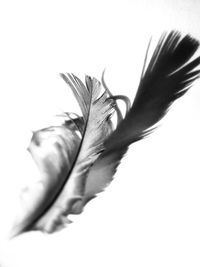 Close-up of flower against white background