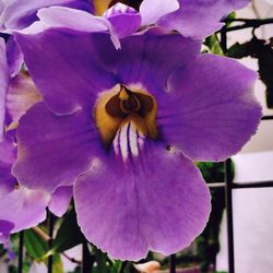 Close-up of purple flower blooming outdoors