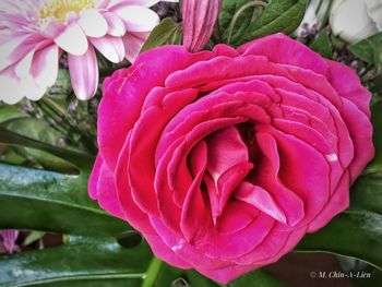 Close-up of pink rose flower