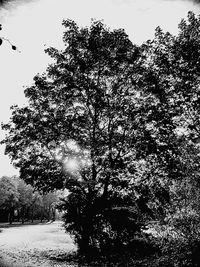 Low angle view of trees against clear sky