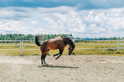 Horse standing in ranch against sky