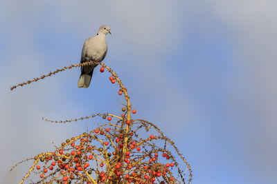 Low angle view of bird perching on branch against sky