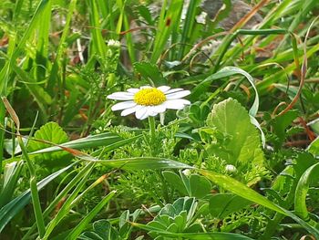 Close-up of white flowering plant on field