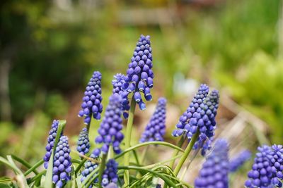 Close-up of purple flowering plants