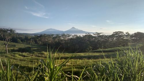 Scenic view of field against sky