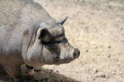 Close-up of pig  on field