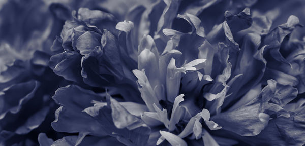 Full frame shot of purple flowers