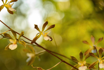 Close-up of plant