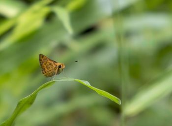 Butterfly on leaf