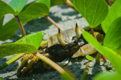 A crab resting under a small leaf