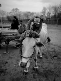 Horse on field