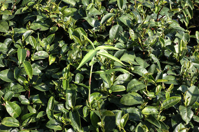 Full frame shot of fresh green plants