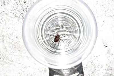 Close-up of spider on web