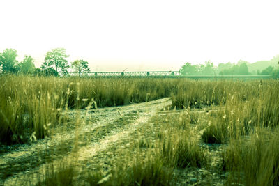 Scenic view of agricultural field against clear sky