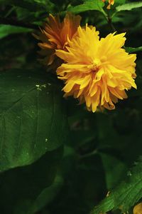 Close-up of yellow flower blooming outdoors