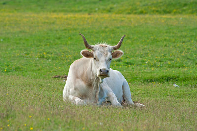 Cows in the mountains in italy.