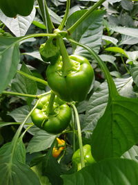 Close-up of green chili peppers on plant