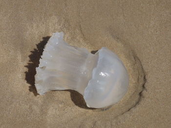 High angle view of shell at sandy beach