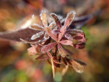 Close-up of wet flowering plant