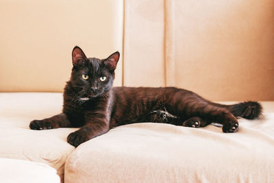 Beautiful black and white cat with open mouth is lying on a beige sofa.