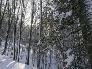 Low angle view of trees in forest during winter