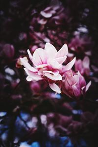 Close-up of pink flowering plant