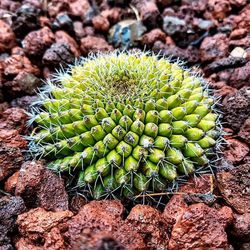 Close-up of cactus plants