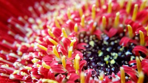 Extreme close-up of pink flower