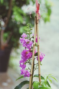 Close-up of pink flowers on plant