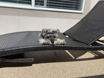 High angle view of dog on recliner 