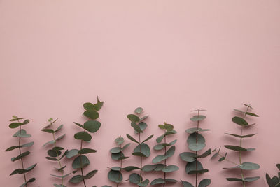 Close-up of plant against white background