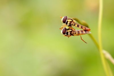 Close-up of insect on plant