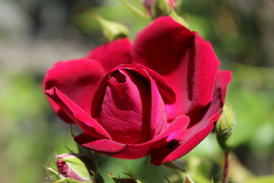 Close-up of red rose