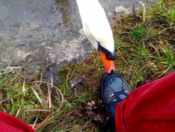 Close-up of red shoes on grass