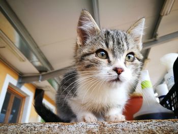 Close-up portrait of cat