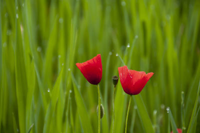 Close-up of red flower blooming in grass